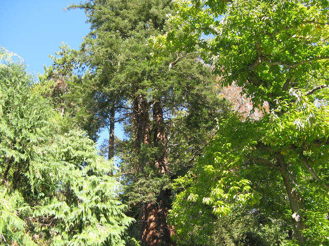 Douglas fir- Cambridge Tree Trust